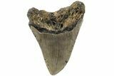 Fossil Megalodon Tooth - North Carolina #219471-1